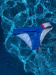 Damenbikini BornToSwim CZE Bikini Blue
