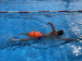 Schwimmboje Swim Secure Tow Float Elite